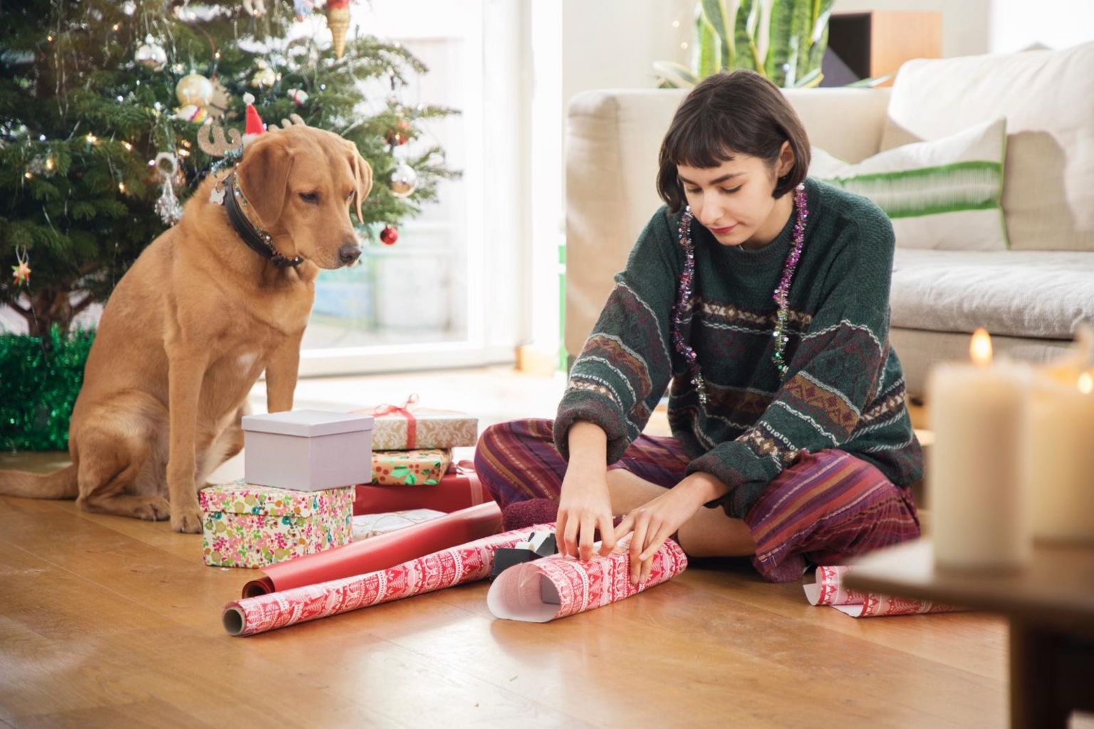 Собака смотрит на женщину, упаковывающую рождественские подарки в гостиной