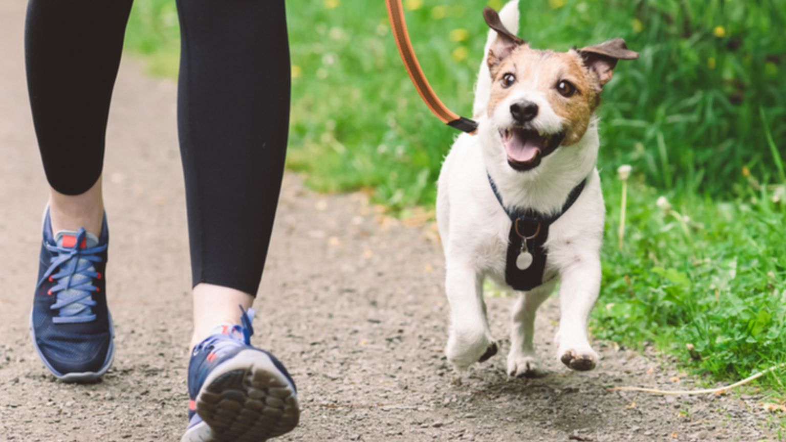 Dog on lead