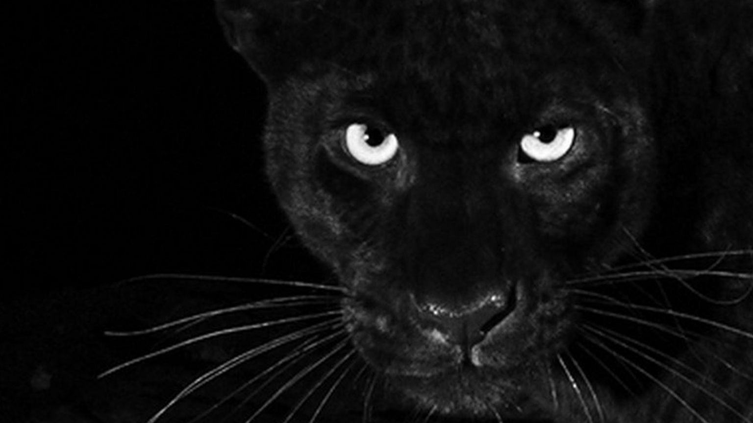 A black leopard