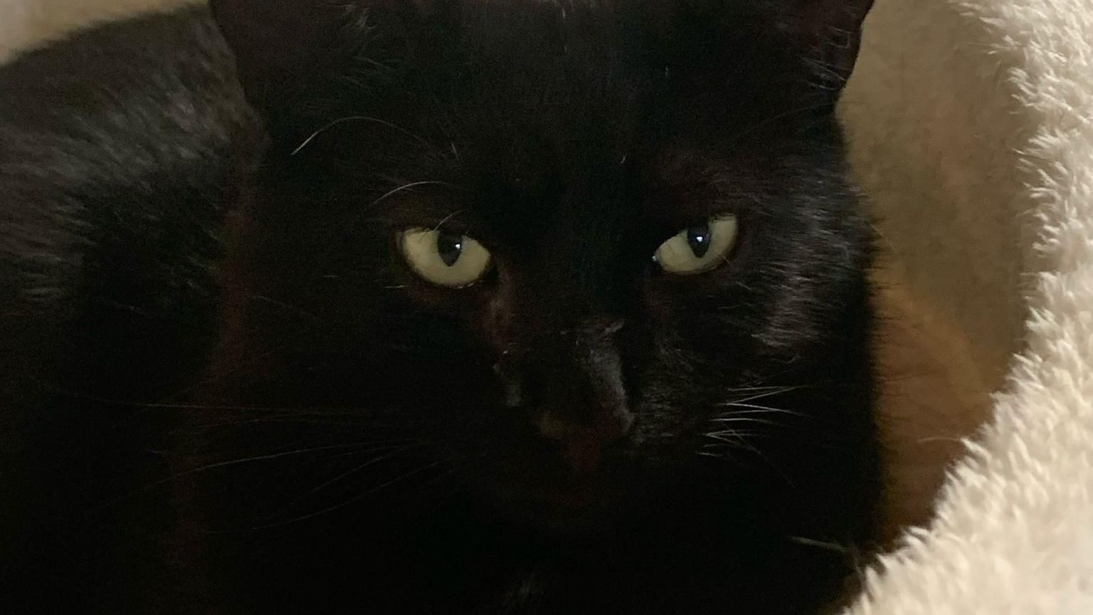 A close-up of a black cat with green eyes