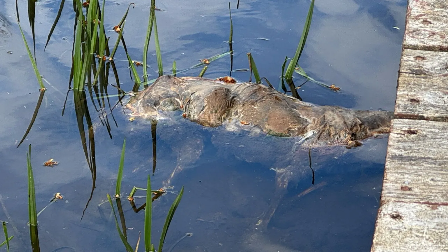 An animal carcass with the tags removed was recently discovered in the water near the Ferry Bridge in Washingbay
