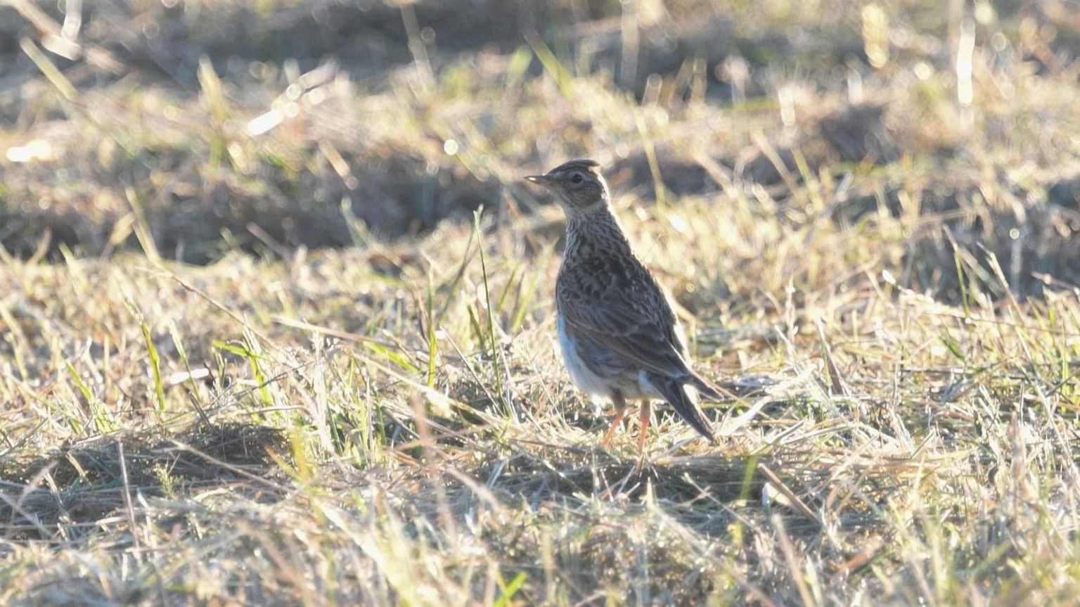 A skylark at Middlewick Ranges in Colchester