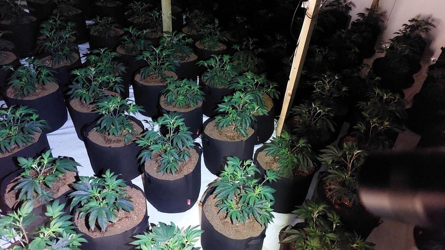 Cannabis plants being grown inside a room in Yaxley