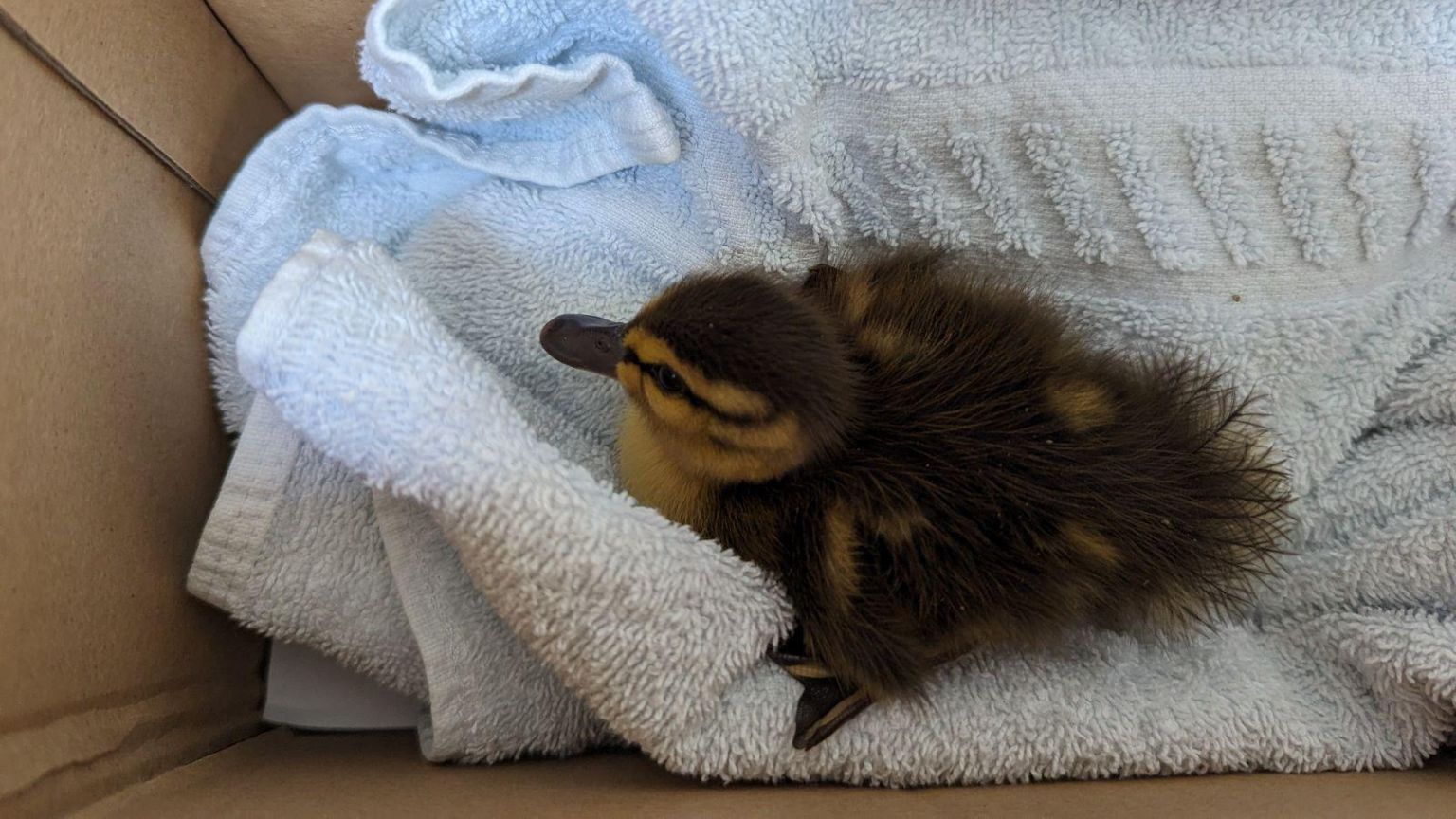 A rescued duck in a box