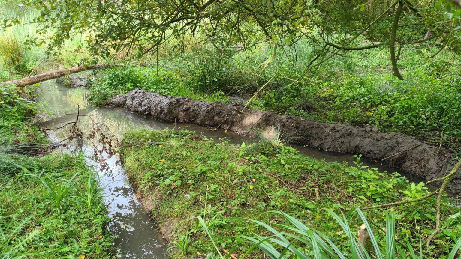 Image of woodland showing the progress the beavers have made in the past five years