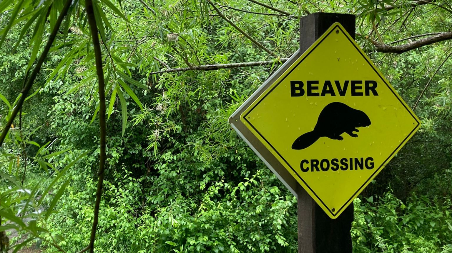 Beaver crossing sign
