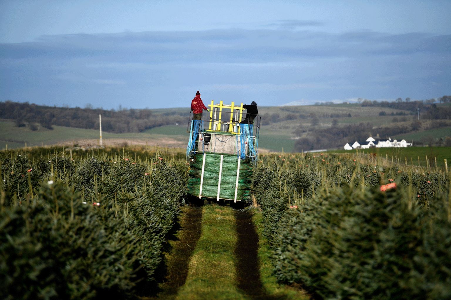 In pictures Christmas tree crop ready BBC News