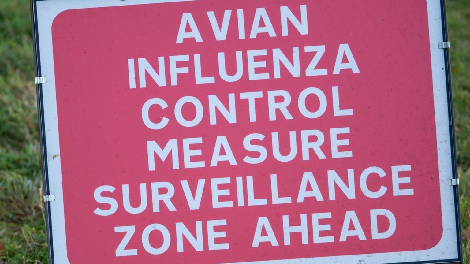 Parts of Somerset under bird flu restrictions