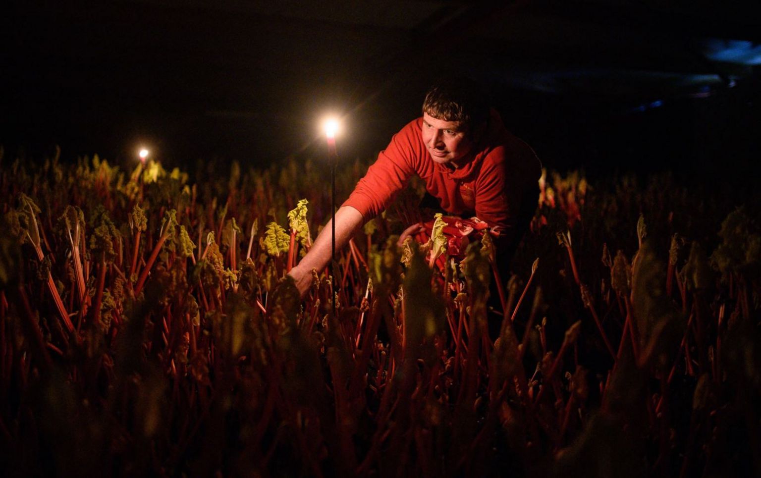 Farmer Robert Tomlinson was pictured harvesting forced rhubarb on his farm in Pudsey, West Yorkshire,