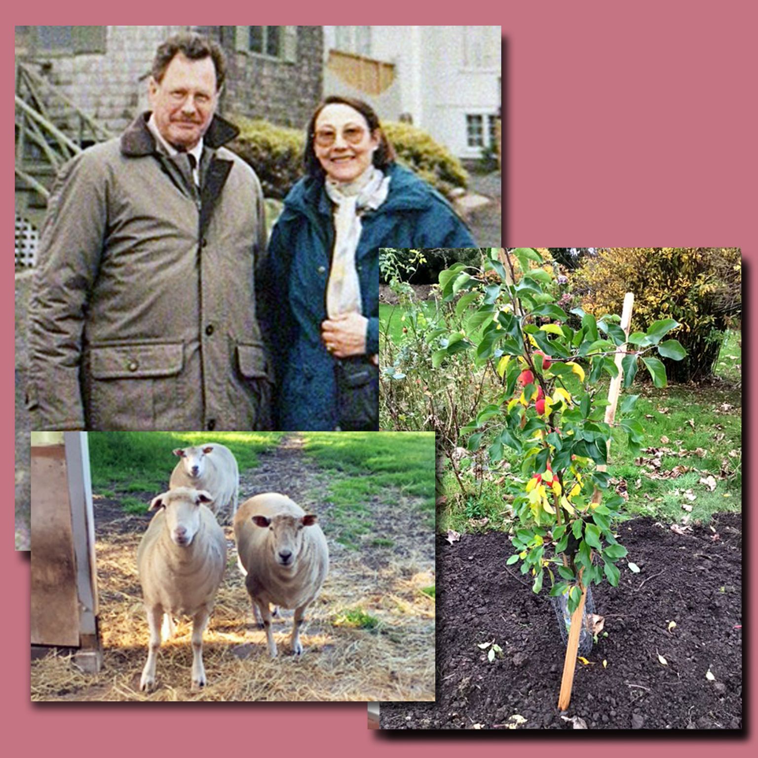 John and Denise in 2000, their sheep and the crab apple tree