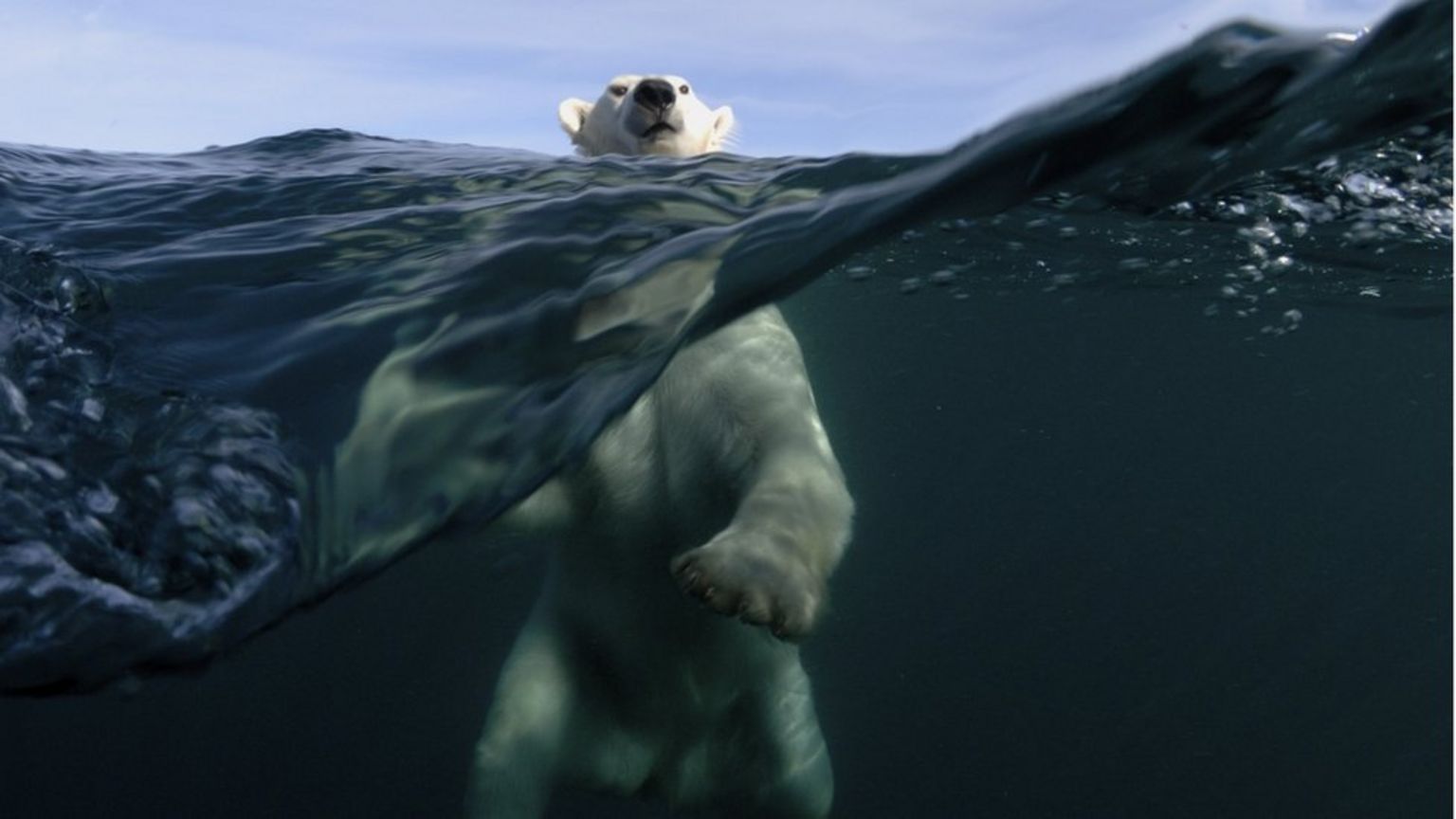 A bear swimming in the ocean