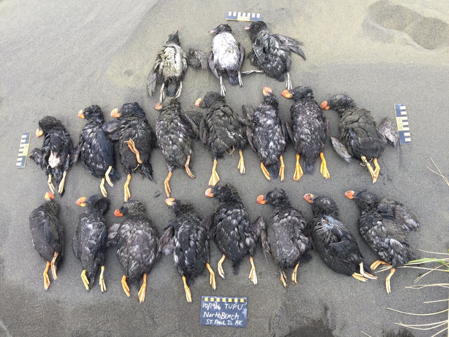 Puffins found on North Beach, St. Paul, Pribilof Islands, Alaska, on October 19, 2016.