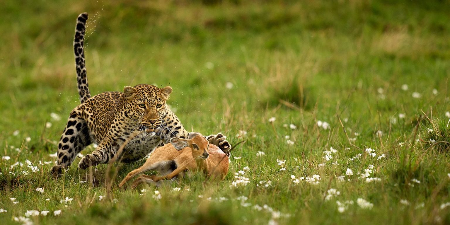 Leopard capturing a Steenbok