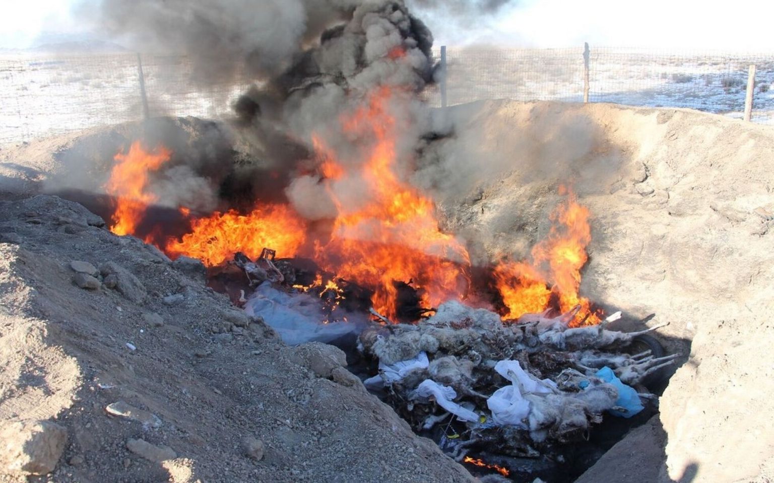 Saiga carcasses being burned (c) WCS