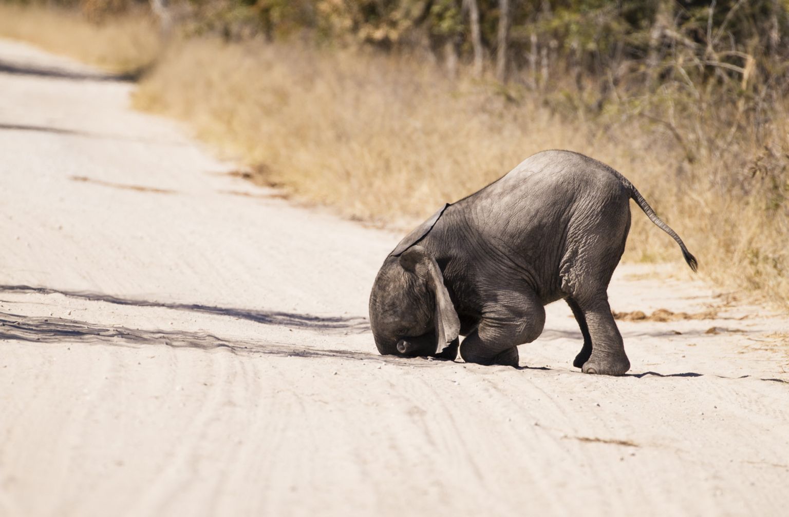 Elephant "face-planting" a road