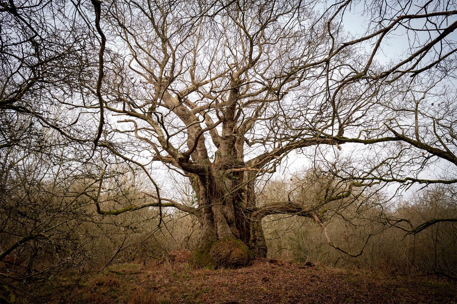 Some trees. Old Oak Forest.