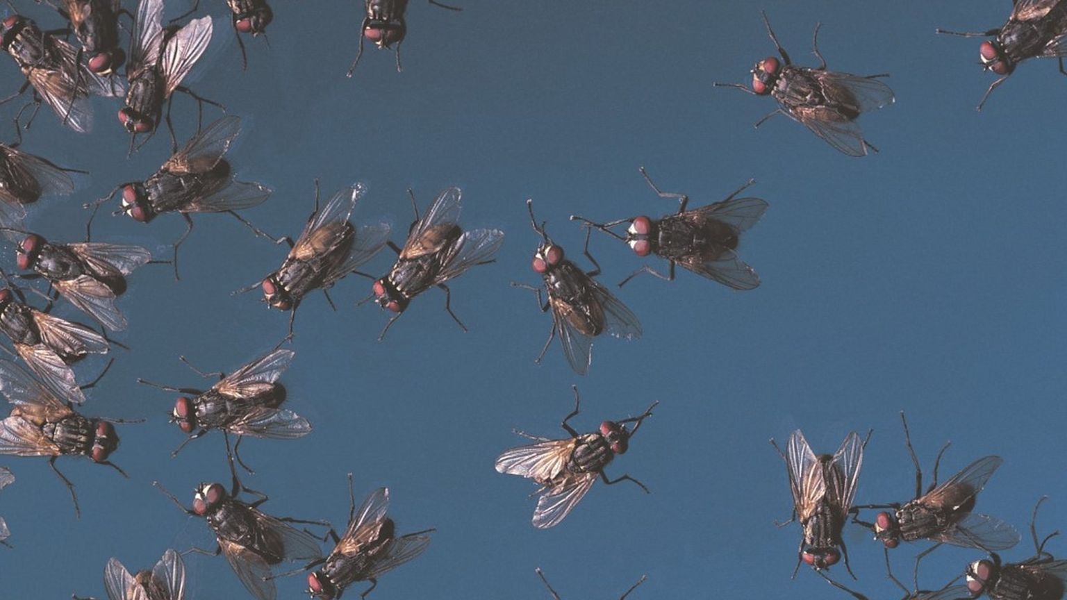 Swarm of flies