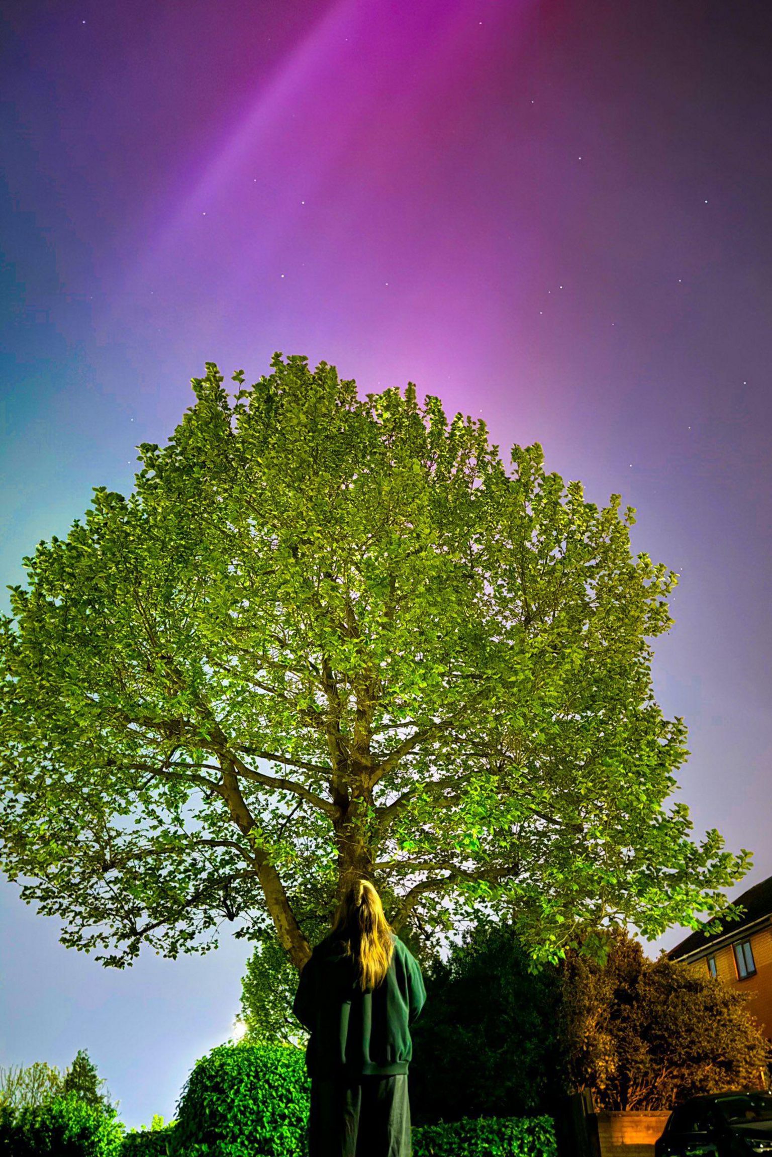 A woman looking up at a tree as the Northern Lights illuminate the background