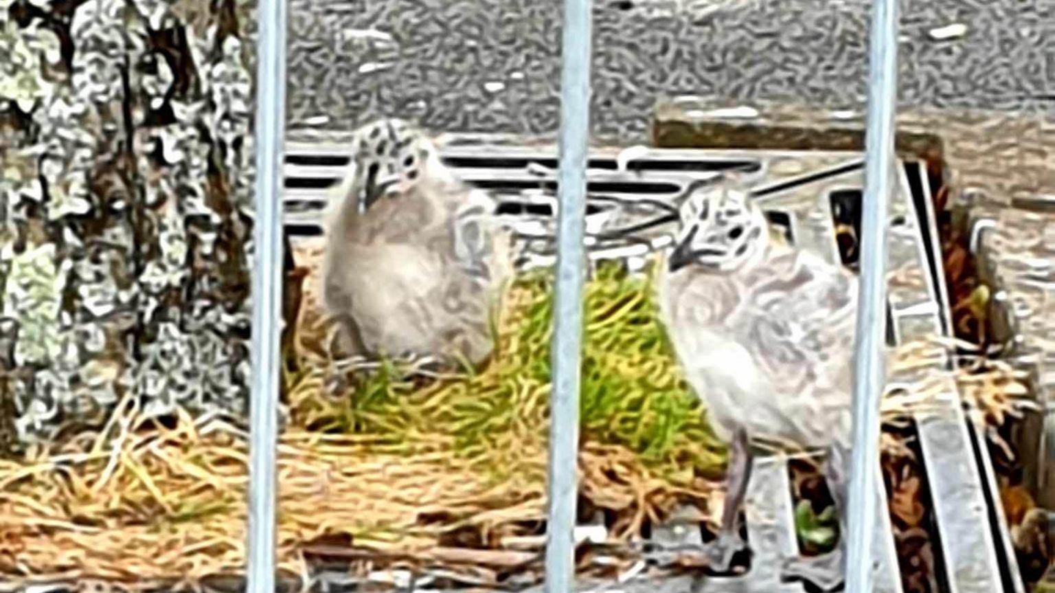 Two baby gulls