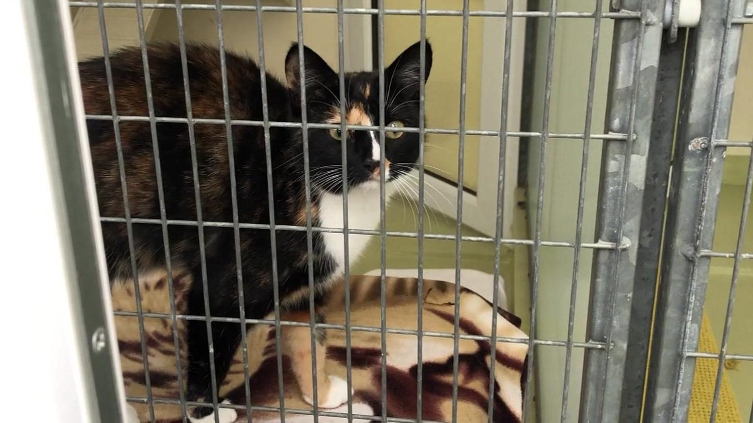 Cat in RSPCA cage