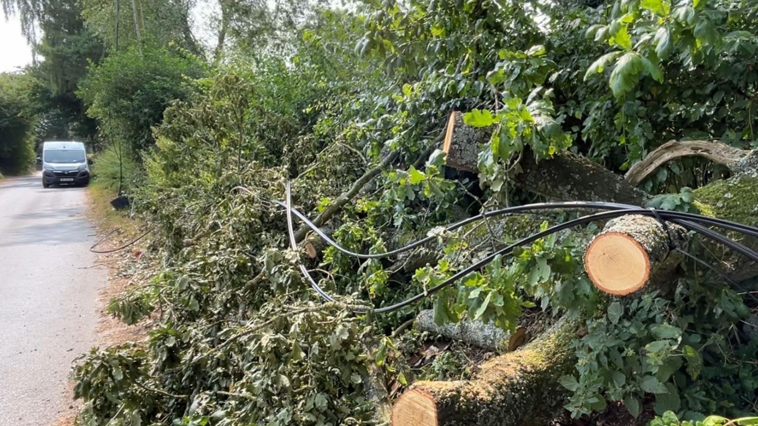 The remains of the tree on the ground, with new black cables ready to be installed lying on top of the foliage. 