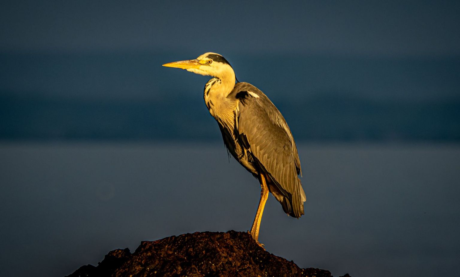 Grey heron bird with sunlight reflected on them, perched on a rock with a blue grey blurred sky in the background