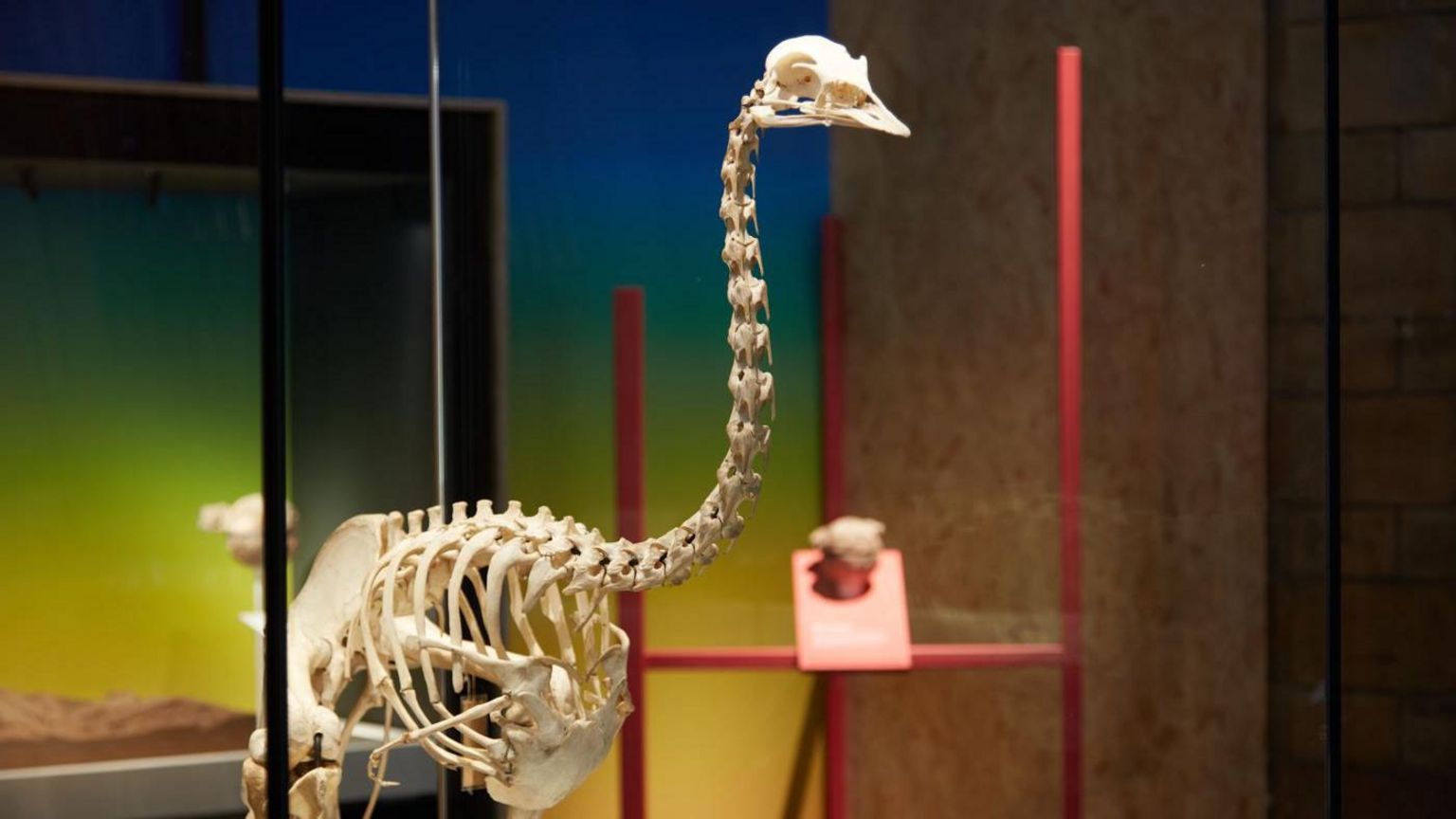 An emu skeleton 