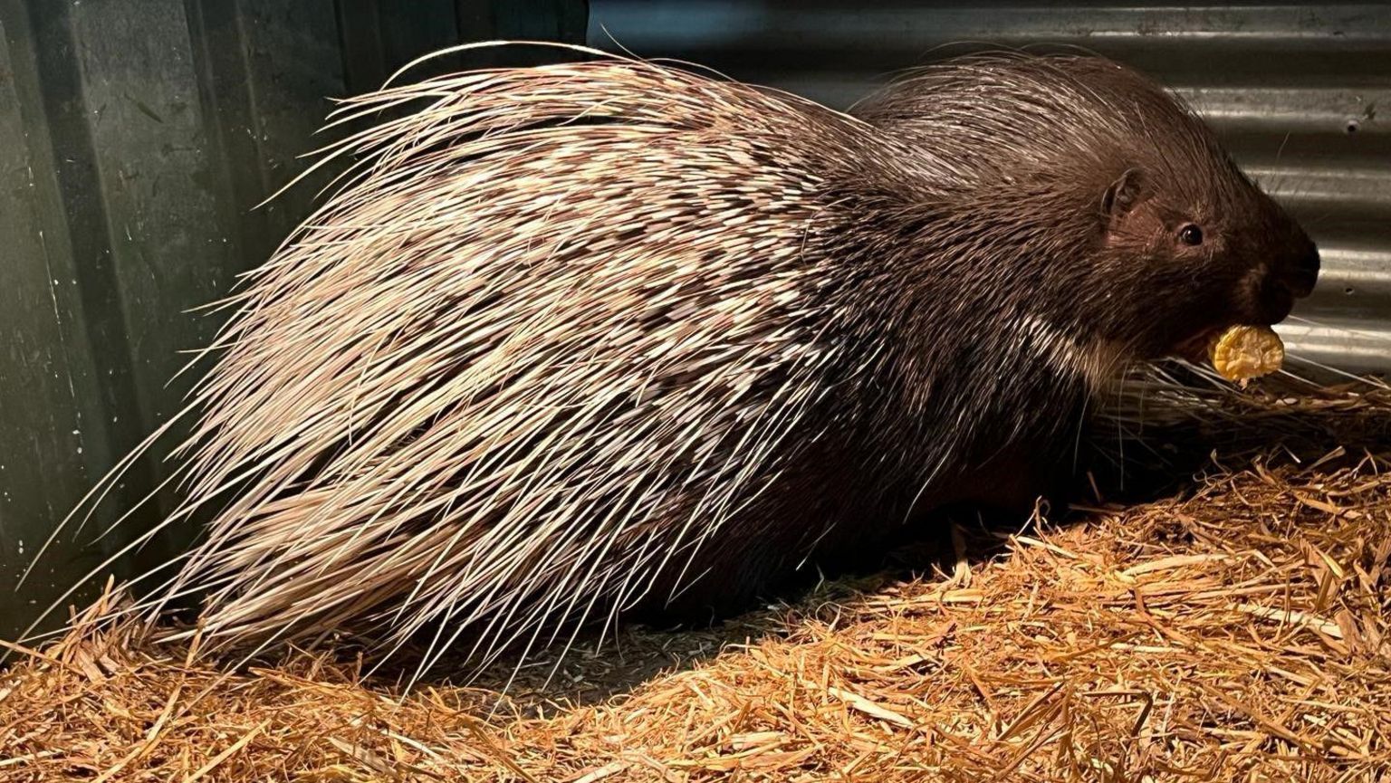 Escaped porcupines spotted on Dumfries housing estate - BBC News