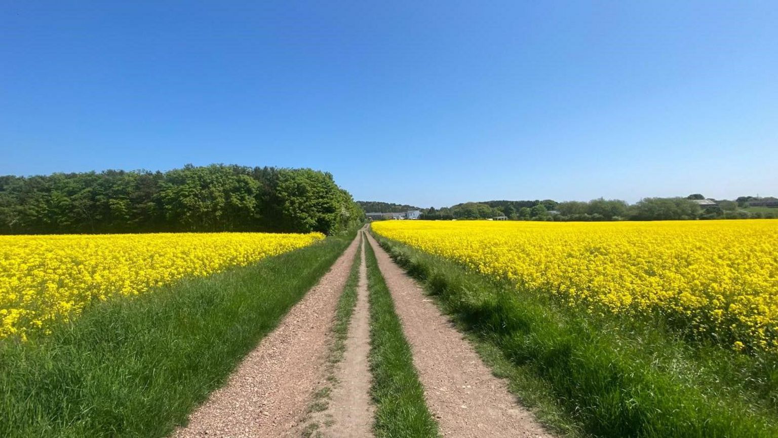 A long gravel track with oil seed rape on either side 