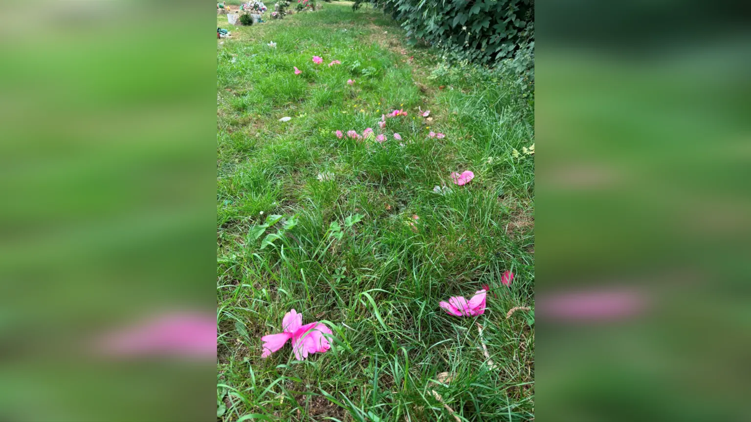 Alison Fure Pink faux flower petals on grass near a hedge in the cemetery.