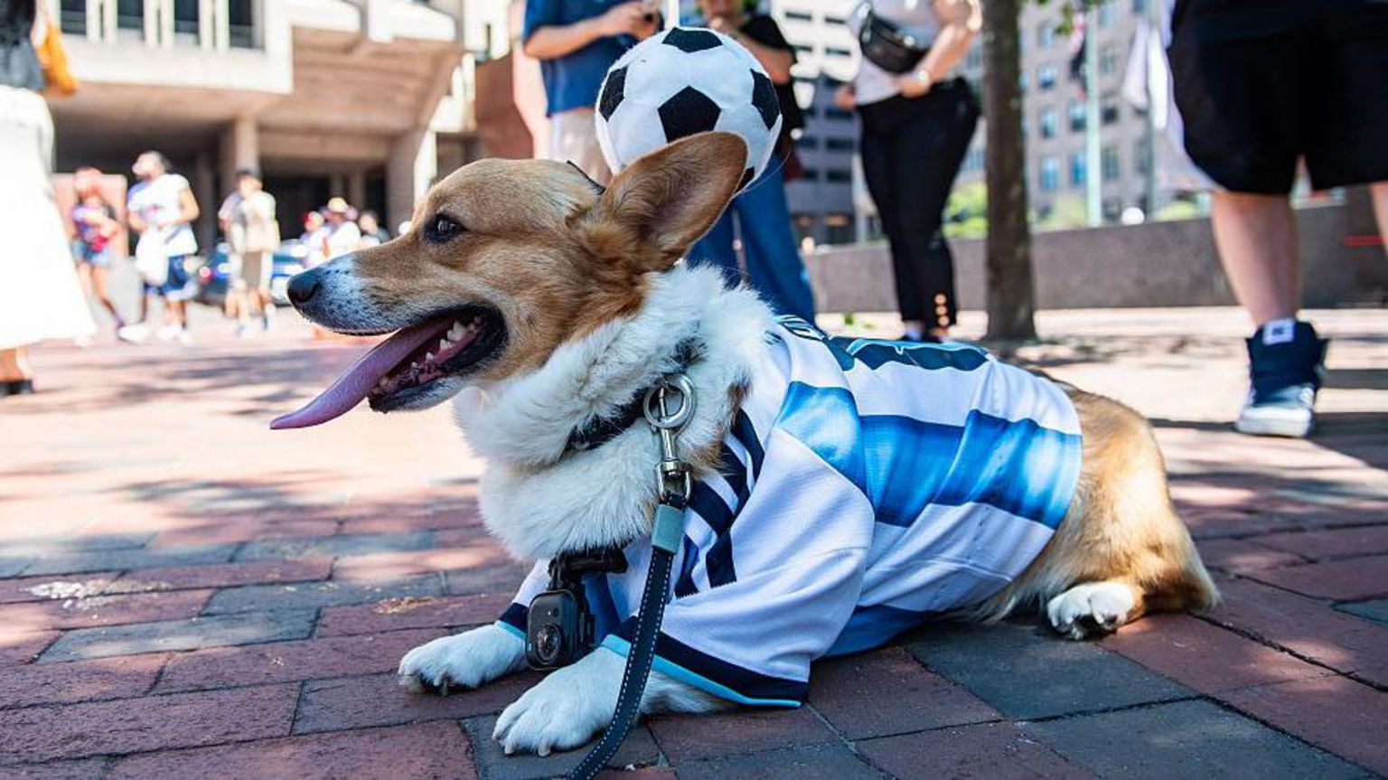一只柯基犬穿上利昂内尔·梅西球衣，在波士顿出席2026年世界杯决赛西班牙对阿根廷的观赛派对（19/7/2026）