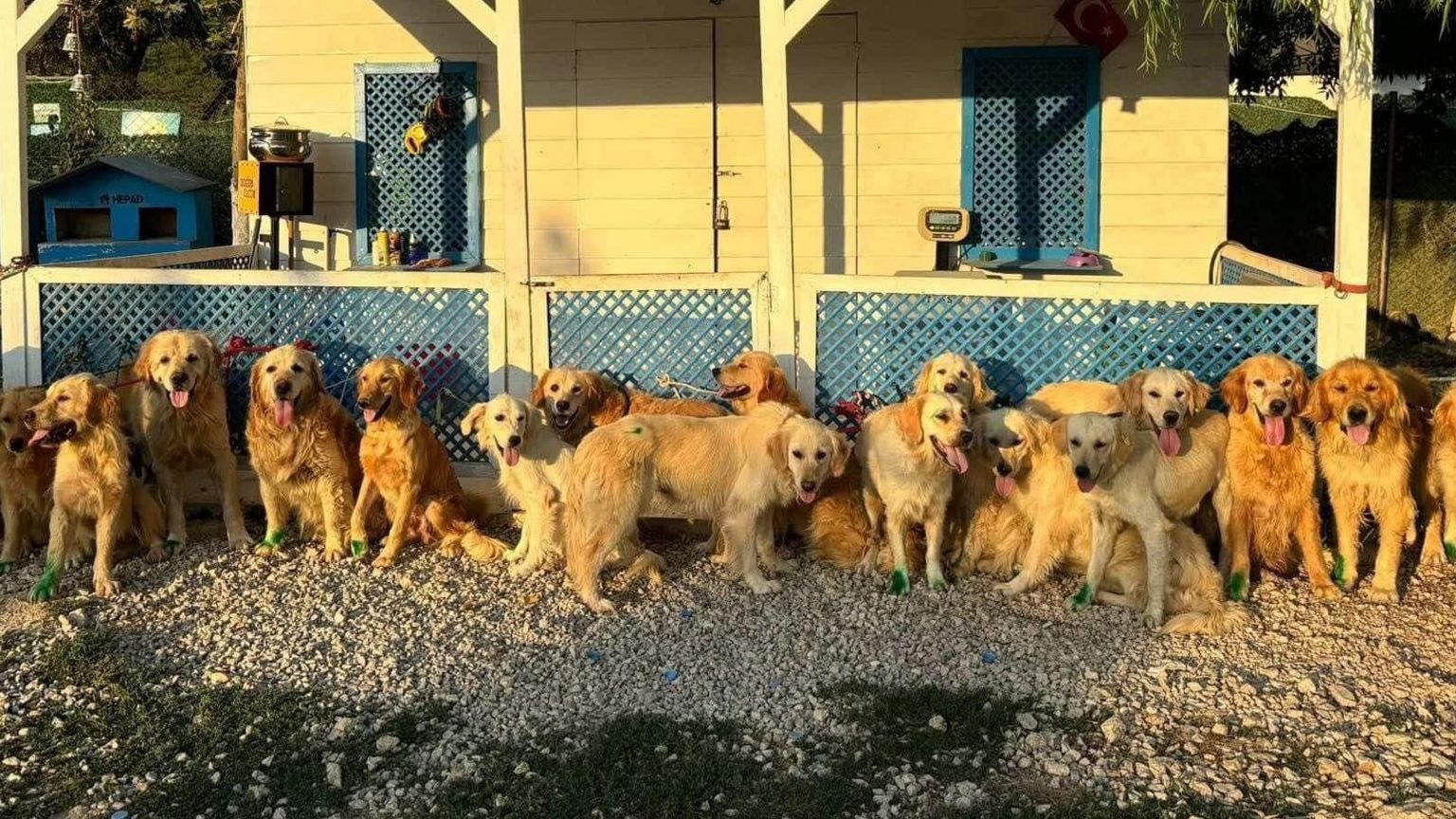 A line of Golden Retrievers pant looking at the camera