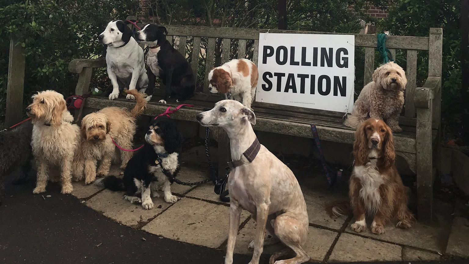 Nine dogs outside a polling station