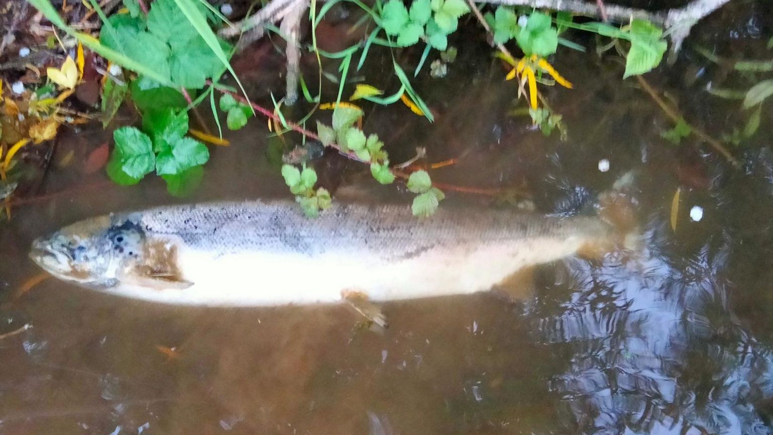 Dead salmon on the River Wye 