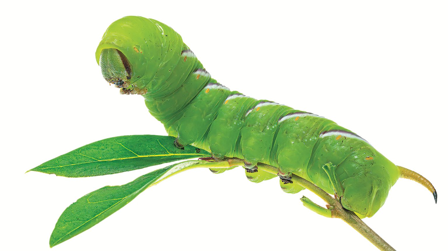 A photograph of a bright green caterpillar by Barry Wells