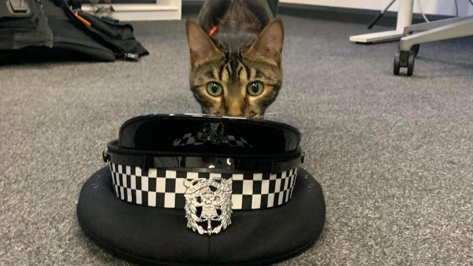 Tilly the cat with police hat