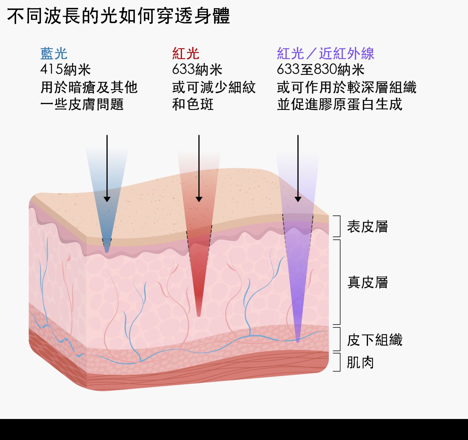 插图显示不同波长的光如何穿透皮肤。波长415纳米的蓝光可到达皮肤表层，即表皮层，图中标示它可用于暗疮及其他一些皮肤问题。波长633纳米的红光可穿透至身体较深处，进入称为真皮层的区域，图中标示它或可减少细纹和色斑。波长介乎633至830纳米的红光及近红外线可到达身体的皮下组织层，图中标示它或可作用于较深层组织并促进胶原蛋白生成。