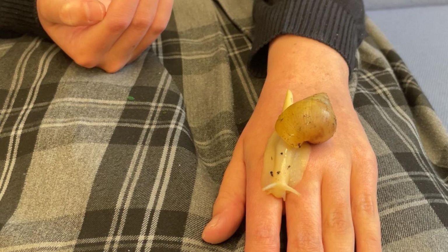 An albino giant African land snail on a student's hand