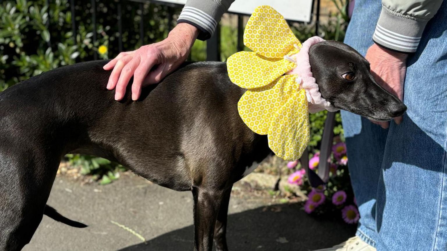 Isla the whippet dressed as a flower outside a polling station.