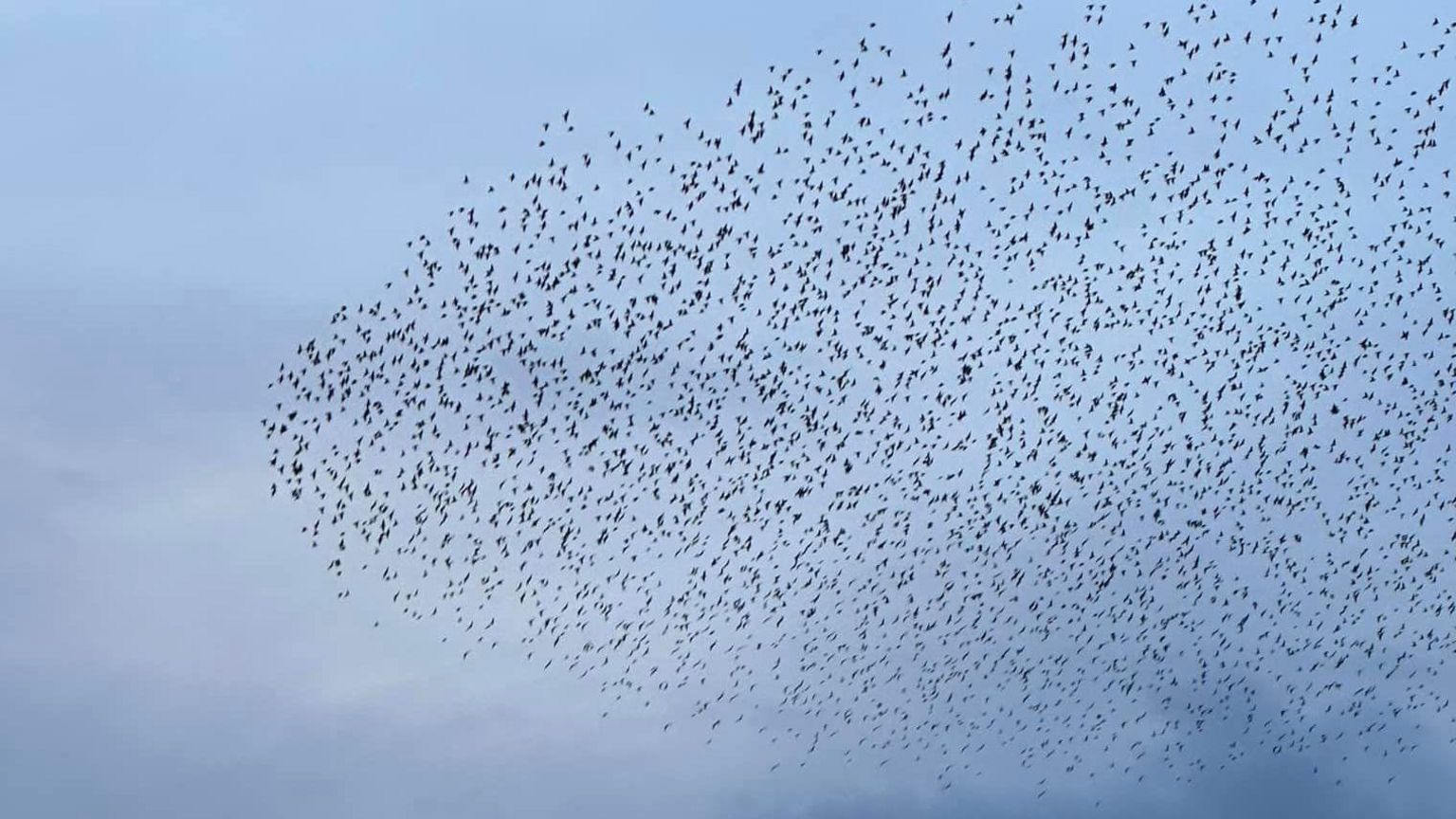 Picture of the murmuration