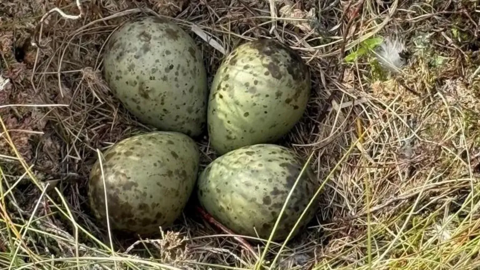 NIFRS Four curlew eggs in a nest. The eggs are green with brown dots on them.