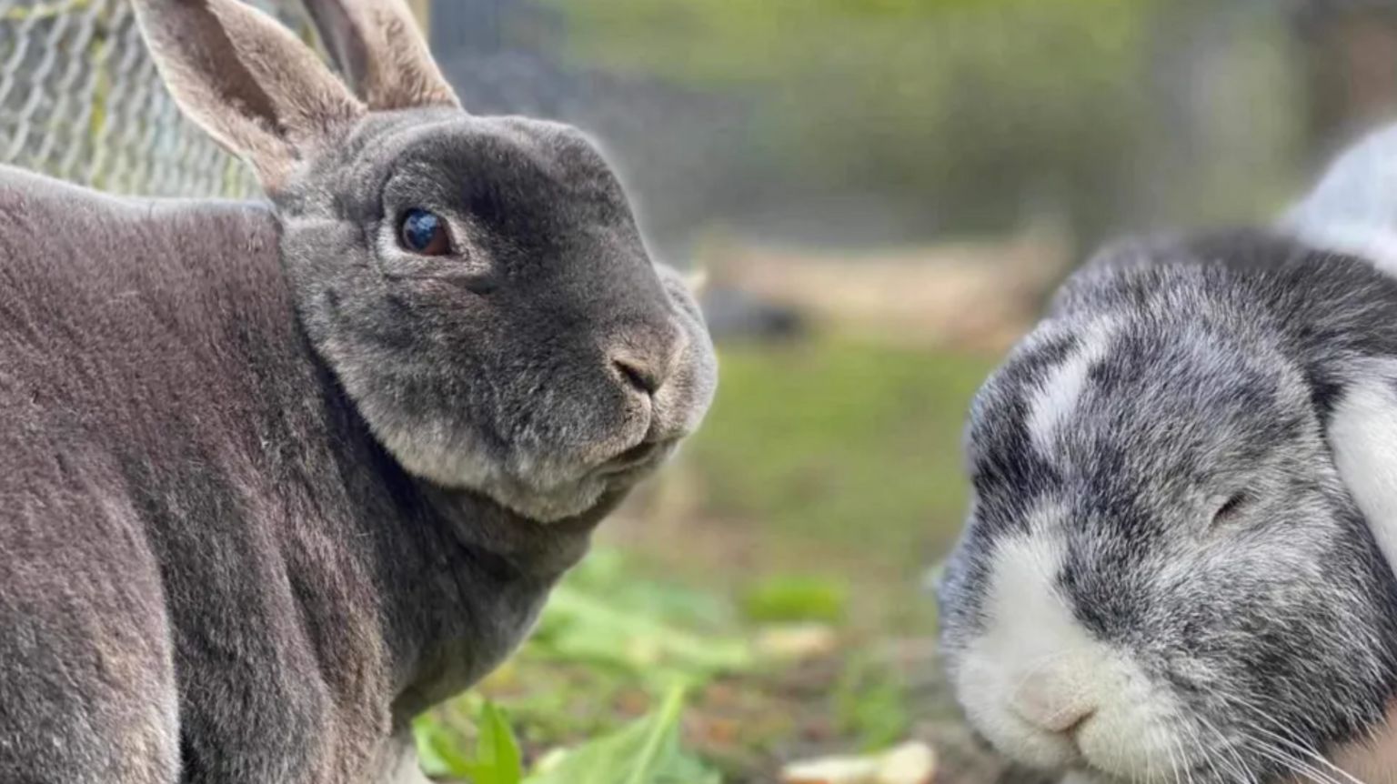 Two grey and white rabbits on some grass. One of them has its eyes closed