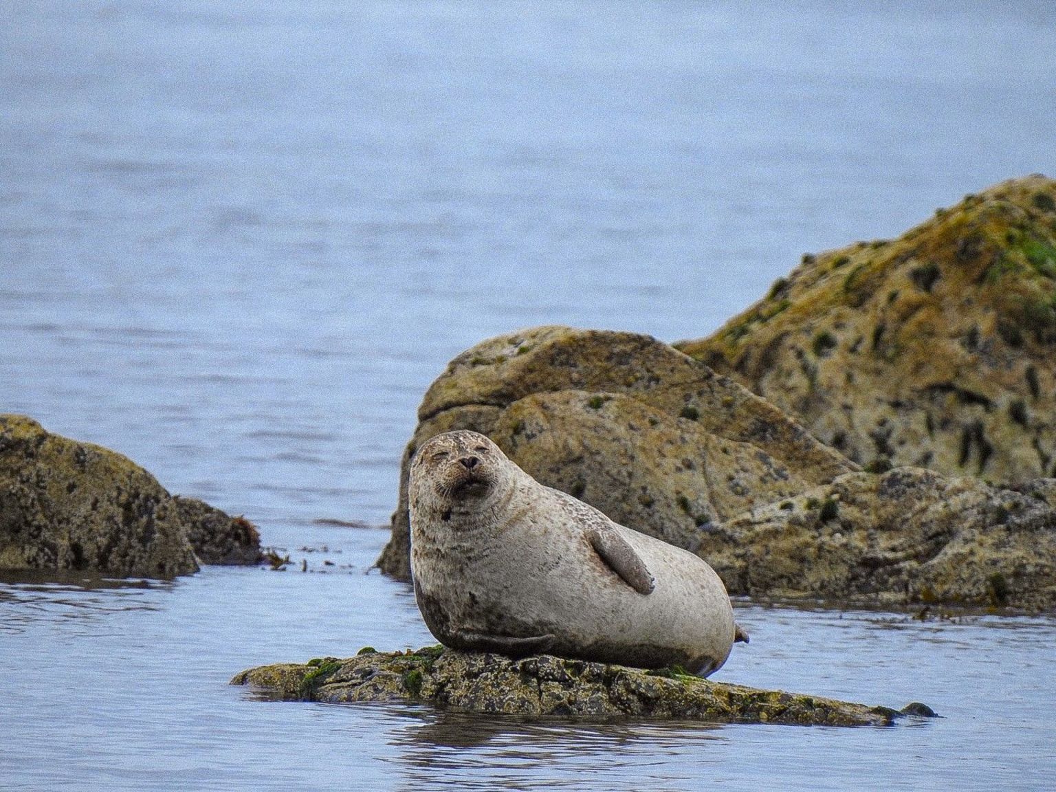 Seal lying on a rock in the sea with other larger rocks in the background - seal looks as if its smiling and has its eyes closed