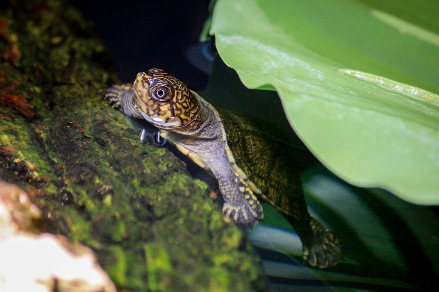 Rare turtles saved from smugglers have hatchlings in Jersey - BBC News