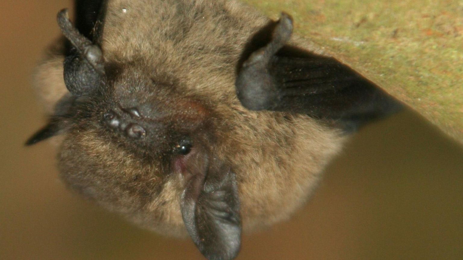 An upside down common pipistrelle bat, with brown fur and black ears and feet