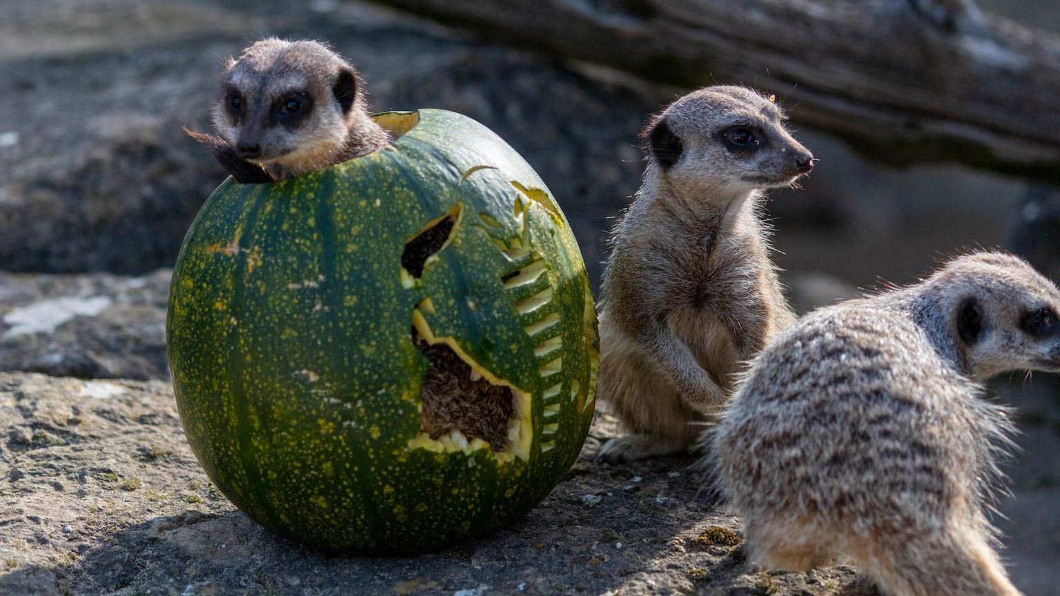 Meerkats enjoying a carved pumpkin