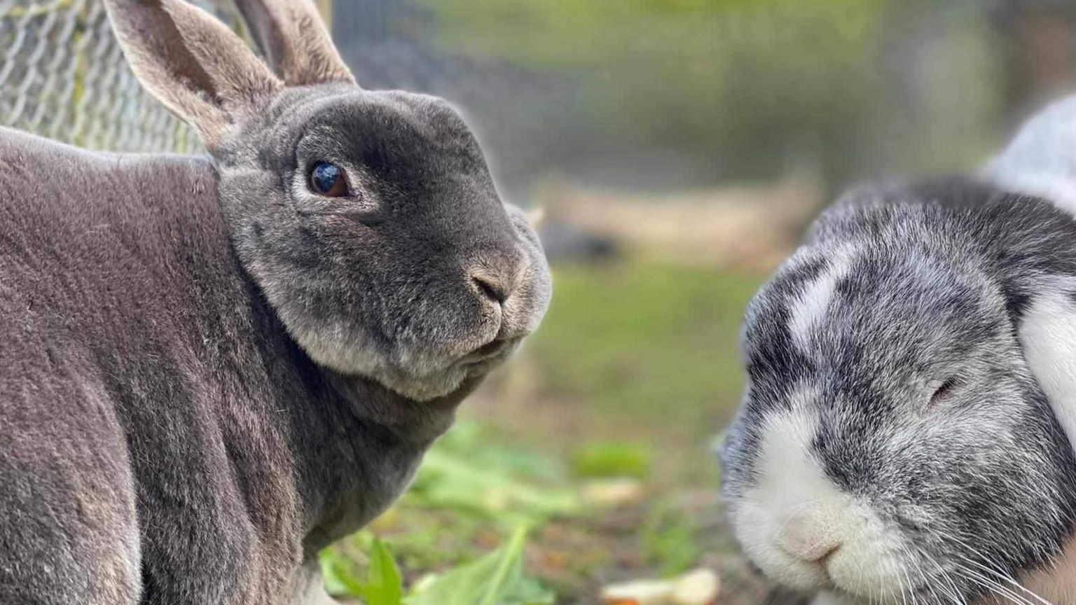 A close up picture of two rabbits 