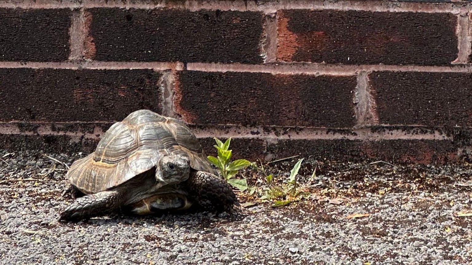 A tortoise on the floor in front of a brick wall at a polling station in Stafford.