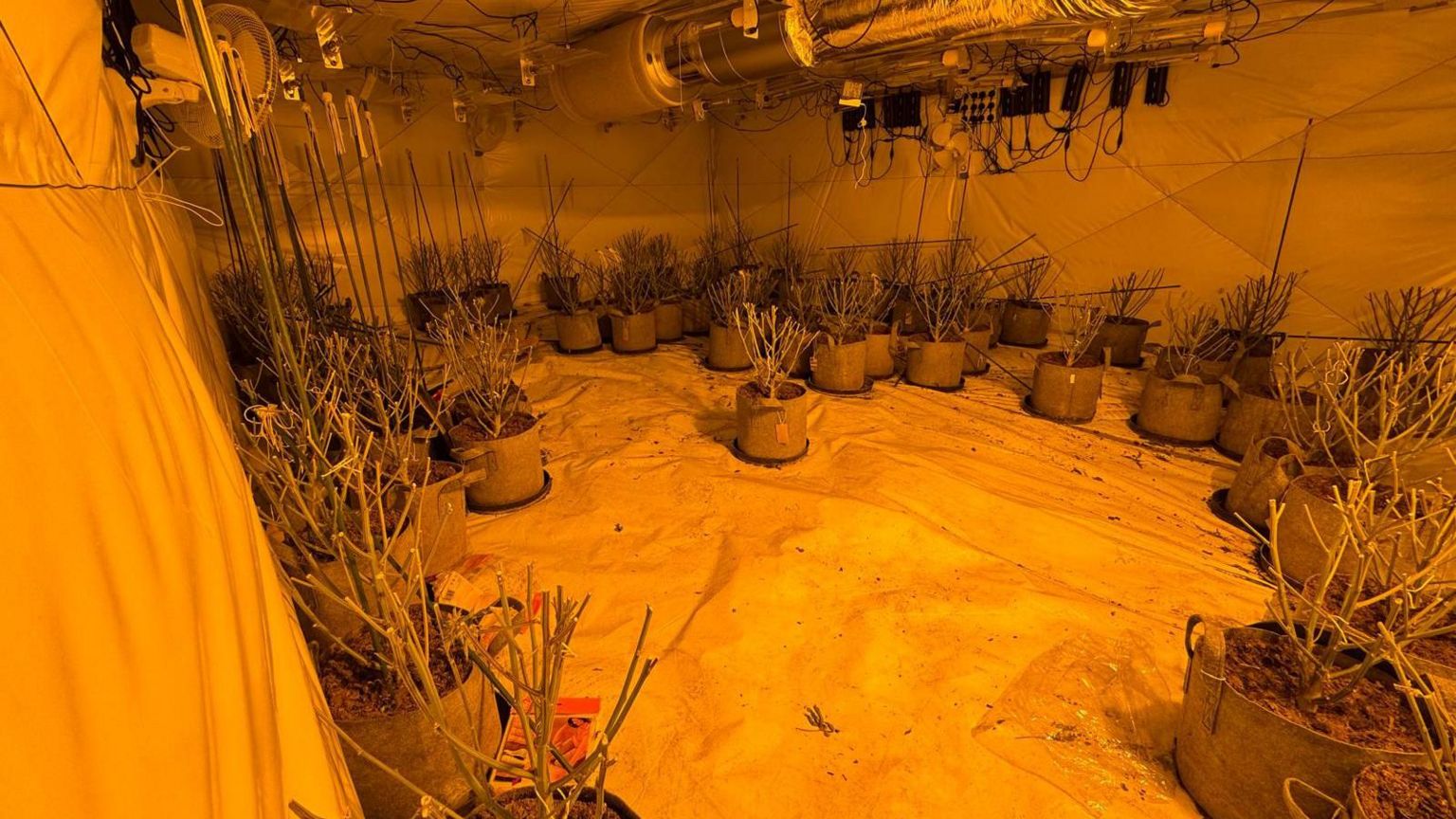 Cropped cannabis plants inside an industrial unit 