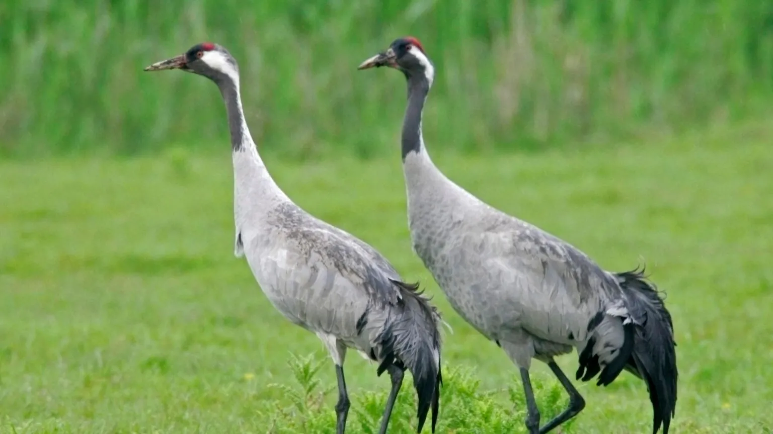  A crane pair walk through a grassy nature reserve. The birds are largely grey with some black feathers toward their tails. They have red, black and white feathers around their heads.